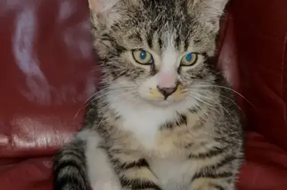 Кошка найдена: Московский проспект, 12