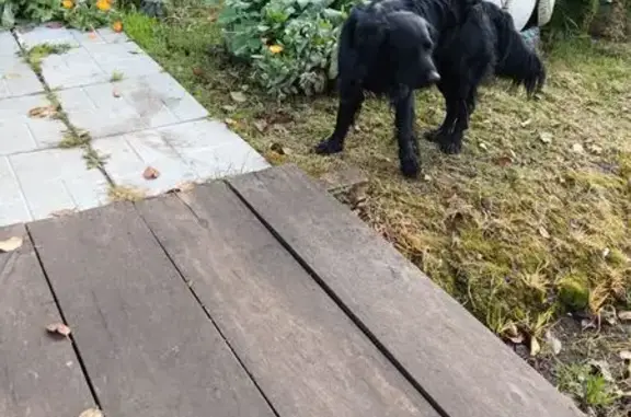 Собака найдена на Садовой, 32, Семёновка