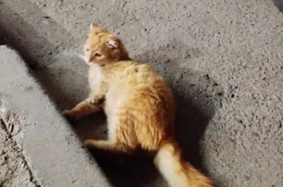 Найдена кошка, Новочебоксарск, фото: Кошка найдена: ул. 10-й Пятилетки, 33