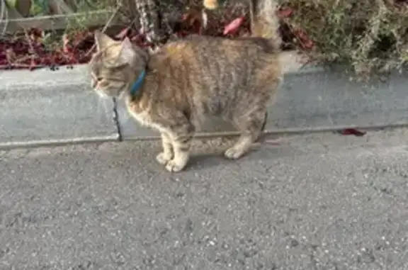 Найдена кошка, , фото: Кошка найдена: Полевая ул., 37 к1