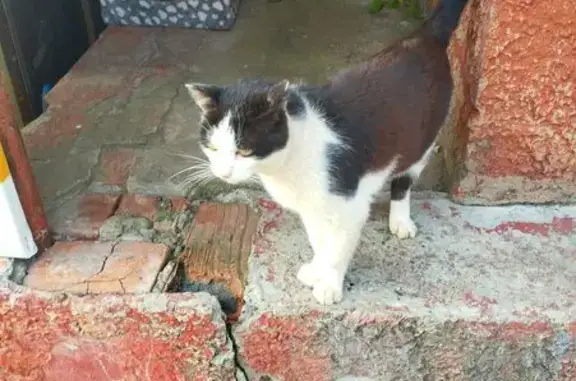 Найдена кошка, Новочебоксарск, фото: Кошка найдена: Южная ул., 10, Новочебоксарск
