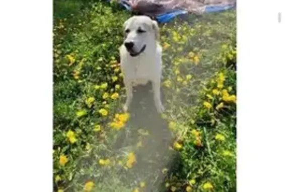 Пропала собака ГРЕЙ, Заречная 58, Кантаурово