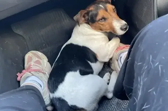 Найдена собака, Кисловодск, фото: Найдена собака, Промышленная 9, Кисловодск