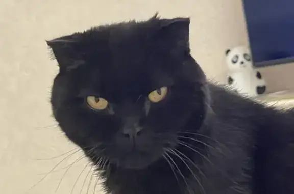 Пропала черная кошка, Архангельская обл.