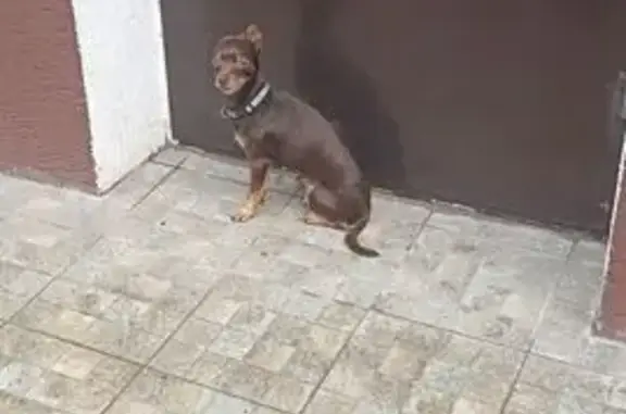 Найдена собака, Новороссийск, фото: Собака найдена, ул. Толстого 11, Новороссийск