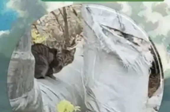 Объявления о пропавших и найденных животных, Нижний Тагил, фото: Кошка найдена на Выйской, 68, Нижний Тагил