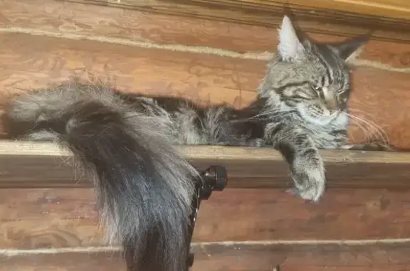 Пропала кошка, Верхоянская ул., Пермь