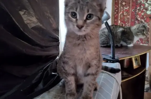 Пропала кошка, Кустанайская ул. 186, Самара