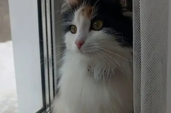 Кошки потеряшки, Бавлы, фото: Потеряшка кошка, ул. Пушкина, 23, Бавлы