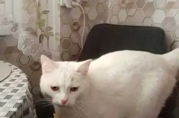 Кошки потеряшки, Няндомский муниципальный округ, фото: Потеряшка белая кошка, 11Р-002, Архангельск