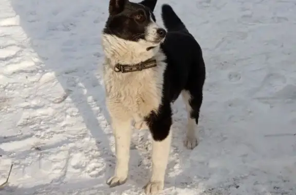 Собаки потеряшки, Улан-Удэ, фото: Потеряшка собака, ул. Чертенкова 46, УУ