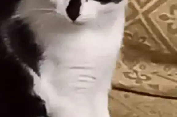 Пропала кошка, Весенняя ул., 3А, Солнечное