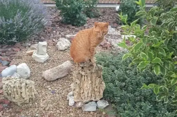 Пропала рыжая кошка, ул. Крупской, 205