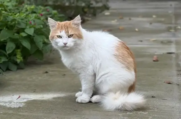 Кошка найдена у подъезда, Энгельса 27