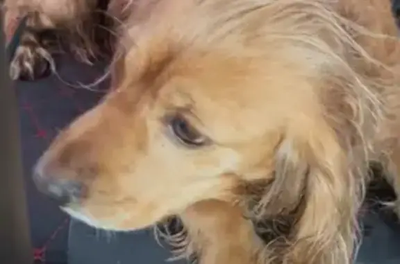 Пропала собака, ул. Б. Хмельницкого 7, Брянск