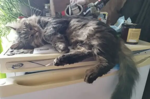 Кошки потеряшки, Котельнич, фото: Потеряшка кошка, Загородная ул., Котельнич