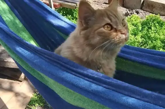 Пропала кошка, Железнодорожная 50, Пятигорск