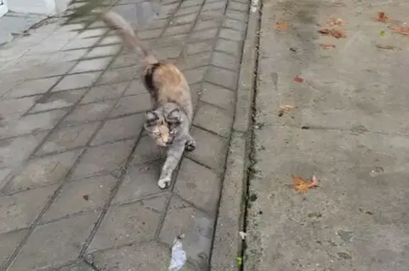 Найдена кошка, Анапа, фото: Кошка найдена: ул. Толстого, 120В, Анапа