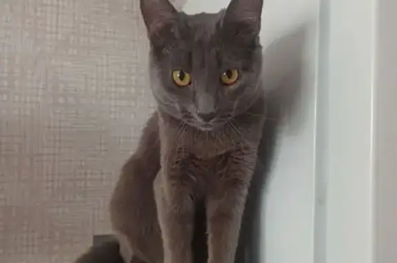 Кошки потеряшки, Новоуральск, фото: Потеряшка кошка на ул. Горького, 17, Новоуральск