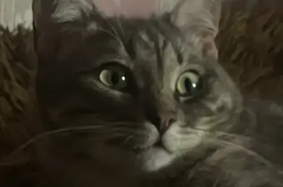 Пропала кошка, Медицинская 9, НН