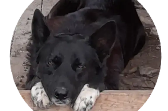 Собаки потеряшки, Ивняковское сельское поселение, фото: Потеряшка собака в районе 78Н-0902, Ивняково