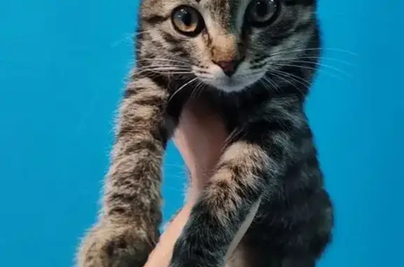 Кошка найдена, ул. Карбышева, 38, Омск