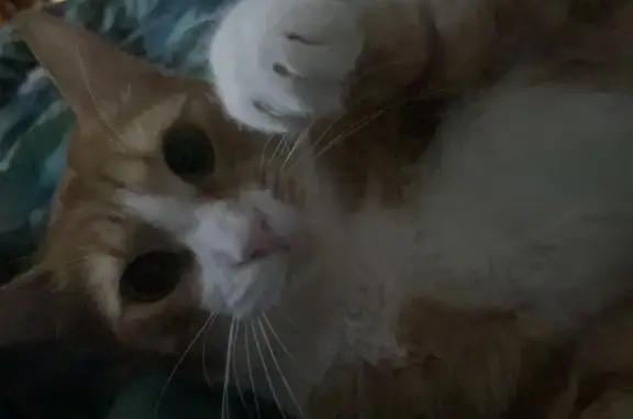 Кошки потеряшки, Томск, фото: Потеряшка кошка, Томск, Ленина 200