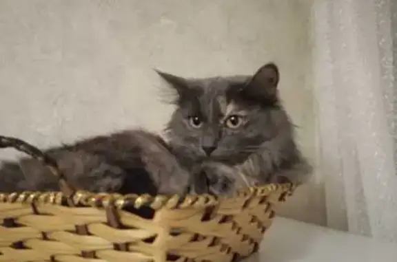 Пропала кошка, Зелёный проезд 45 к2, Тверь