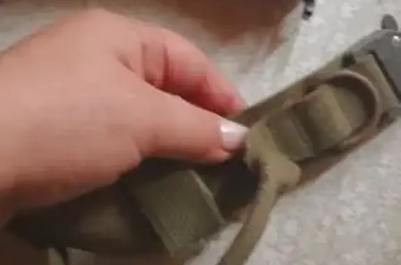 Найдена собака, Приморско-Ахтарск, фото: Найдена хаски, ул. Победы 29А, Прим-Ахтарск