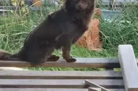 Собаки потеряшки, Казань, фото: Потеряшка собака на Муштари 18, Казань