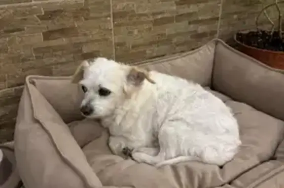 Пропала собака, Кувшинок 7/1, Сириус