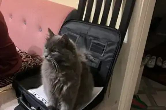 Пропала кошка, Сестрорецк, ул. Коммунаров, 5Б