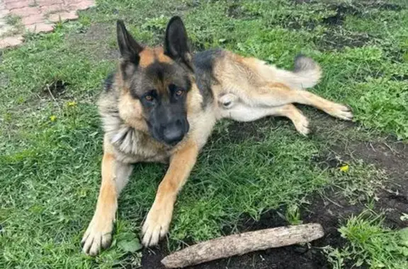 Собаки потеряшки, Нижний Новгород, фото: Потеряшка собака, Кузбасская ул. 25, НН