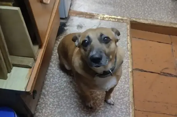 Собаки потеряшки, Муром, фото: Потеряшка собака, ул. Воровского 36, Муром