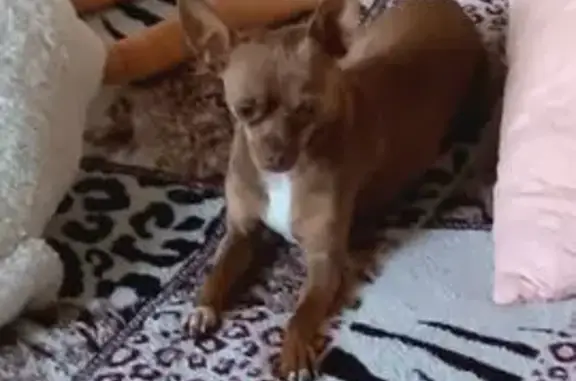 Собаки потеряшки, Щучье, фото: Потеряшка собака, ул. 50 лет Пионерии, 21