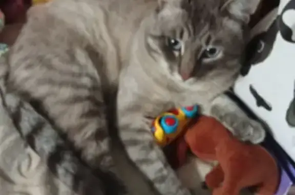 Пропала кошка, Волоколамск, Ленина 18