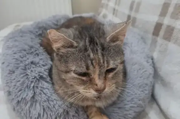 Найдена кошка, Краснодарский край, фото: Трёхцветная кошка найдена на ул. Сарабеева