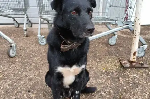 Найдена собака, Борисов, фото: Собака найдена на Чапаева, 78, Борисов