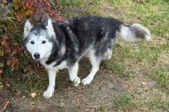 Собака найдена на ул. Хармса, СПб