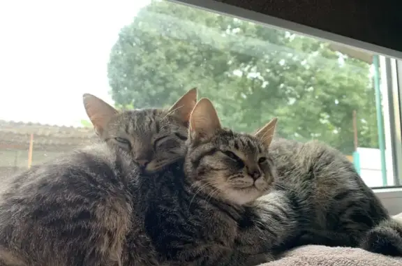 Кошки потеряшки, Пелагиада, фото: Потеряшка кошка, ул. Гагарина, Пелагиада