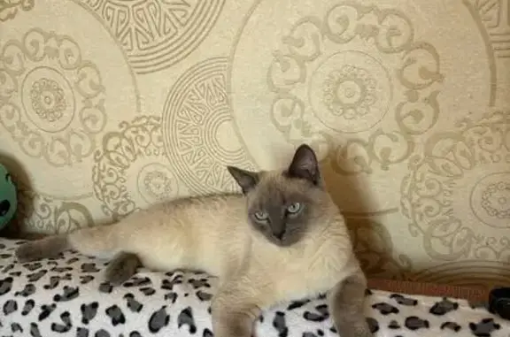 Кошки потеряшки, Томск, фото: Потеряшка сиамская кошка, Иркутский тракт 85/1