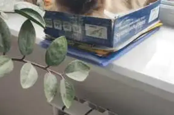 Кошки потеряшки, Златоуст, фото: Потеряшка кошка, Парковая ул. 18, Златоуст