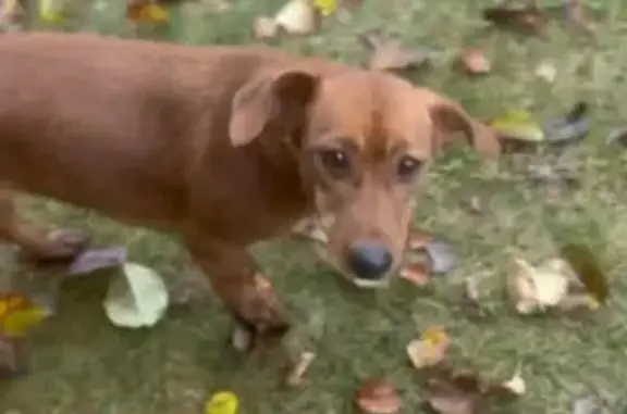 Найдена собака, Тверская область, фото: Такса найдена: Власьево, Тверская область