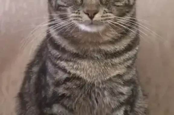 Кошки потеряшки, Рязань, фото: Потеряшка кошка, ул. Стройкова, 88 к1, Рязань