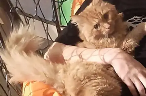 Пропала рыжая кошка, ул. Гоголя 25, Миасс