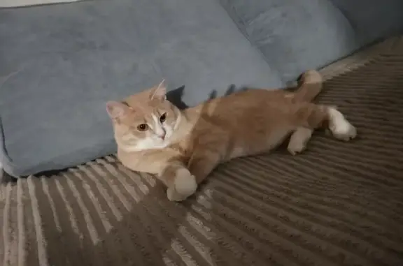 Пропала кошка, Советская 40, Ильинско-Подомское