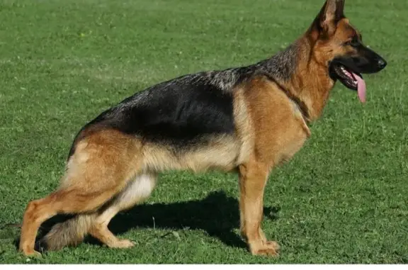 Пропала собака, ул. Красный Текстильщик 12