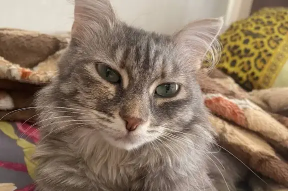 Объявления о пропавших и найденных животных, Нижний Тагил, фото: Пропала кошка, Выйская ул. 29, Н. Тагил