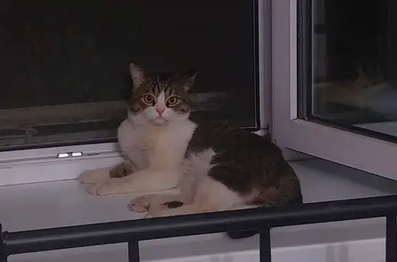 Найдена кошка, Самара, фото: Кошка найдена: Пролетарская 169, Самара