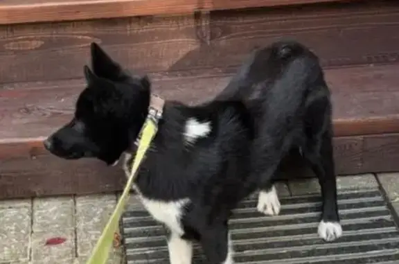 Собаки потеряшки, Летний Отдых, фото: Потеряшка собака, Луговая ул., 30А, МО